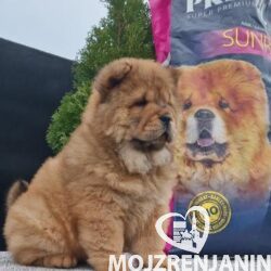 1  chow chow  MS1223