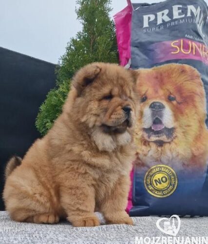 1  chow chow  MS1223