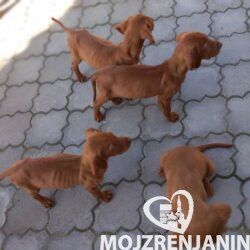 madjarska vizla 01