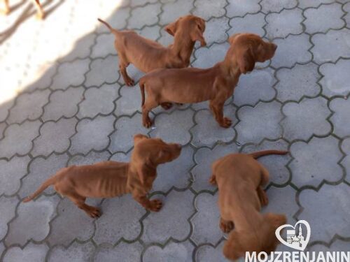 madjarska vizla 01 madjarska vizla 01