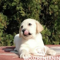1 labrador SM1024