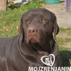 1 labrador O1024