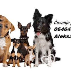cuvanje pasa