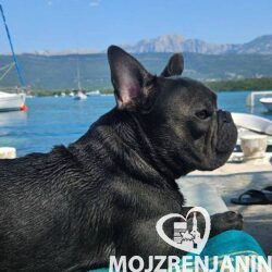 francuski buldog 01