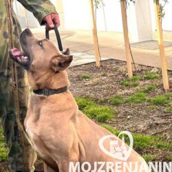 1 cane corso V0125