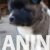 americka akita 04
