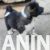 americka akita 03