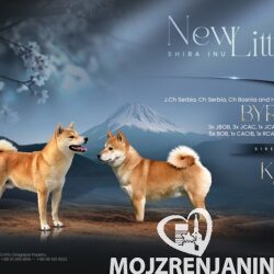 viber_image_2025-02-13_16-03-39-143