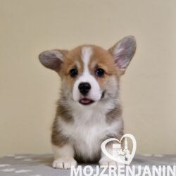 viber_image_2025-03-16_20-43-03-948