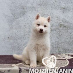 PhotoTrdzi-579