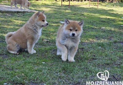 1 japanska akita S0325 1 japanska akita S0325