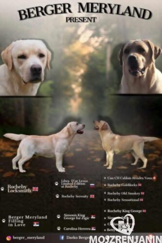 1 labrador retriver DB0325 1 labrador retriver DB0325