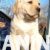 4  labrador  rertriver V0325
