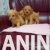 5  maltipoo  G0525