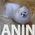 2  pomeranac boo S0525