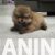 4 boo  N0525