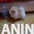 4  pomeranac boo S0525