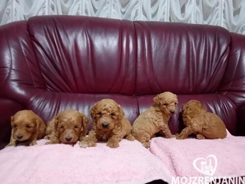 1 maltipoo G0525 1 maltipoo G0525