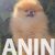 5  pomeranac boo S0525