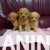 2  maltipoo  G0525