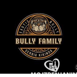 american bully 01