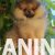3  pomeranac boo S0525