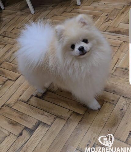 1 pomeranac boo S0525 1 pomeranac boo S0525