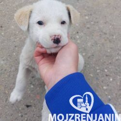 labrador 01