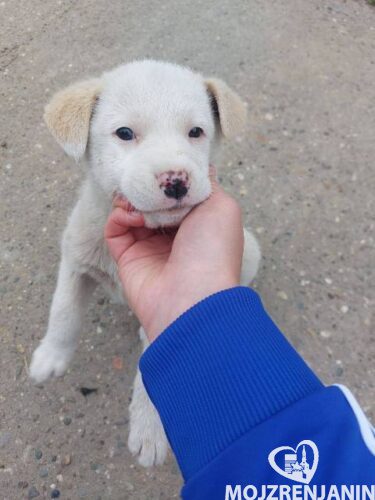 labrador 01 labrador 01