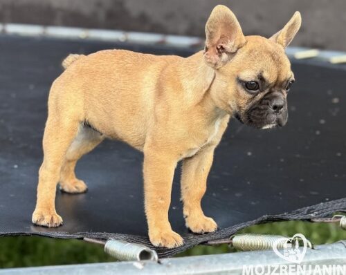 1 francuski buldog M0625 1 francuski buldog M0625
