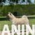 4 americka akita  SM0625