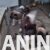 americka akita 02 americka akita 02