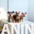 american bully 02