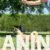 5 americka akita  SM0625