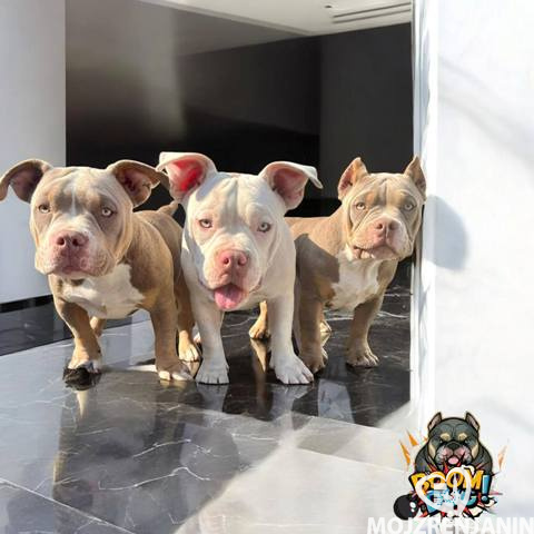 american bully 01 american bully 01