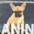2 francuski buldog M0625 2 francuski buldog M0625
