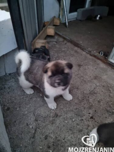 americka akita 01 americka akita 01