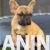 3 francuski buldog M0625 3 francuski buldog M0625