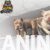 american bully 05