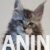 5  maine coon  0725