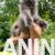 2  maine coon  0725
