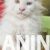 3  maine coon  0725