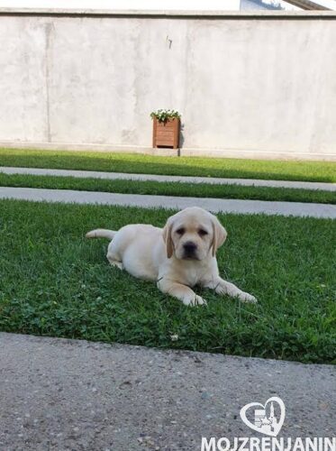 1 labrador ZS0725 1 labrador ZS0725