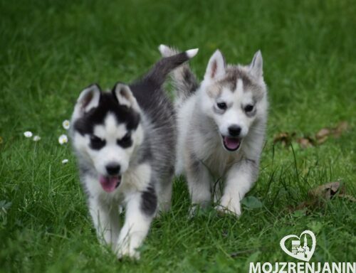 DSC_0752 DSC_0752