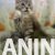 4  maine coon  0725