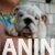 4 engleski b LJCN0825