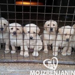 labrador retriver 01