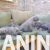 2 cane corso   TS0825