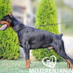 doberman 01