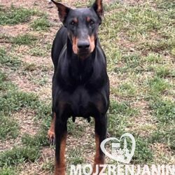 1 doberman CL0825